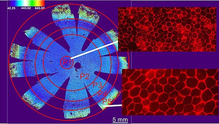 scientific image of blue flower-like petals with concentric target-like circles overlaid. Red cobblestone-shaped patches magnified.