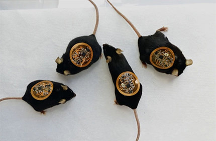 Four black mice wearing smart bandages