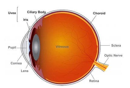 diagram of eye - orange orb with text labels for vitreous, optic nerve, etc.