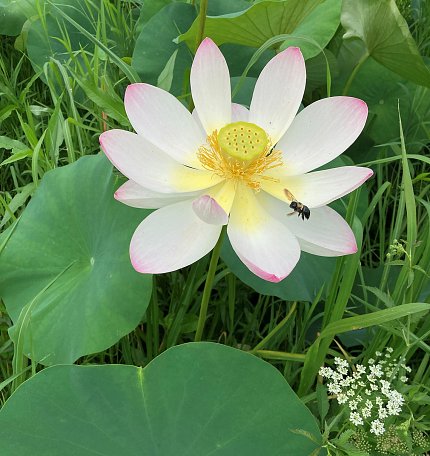 Close-up of a bee on a white lotus flower, surrounded by green leaves 