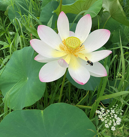 Close-up of a bee on a white lotus flower, surrounded by green leaves 