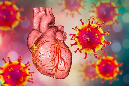 illustration showing a floating human heart surrounded by the spiky globes of the virus