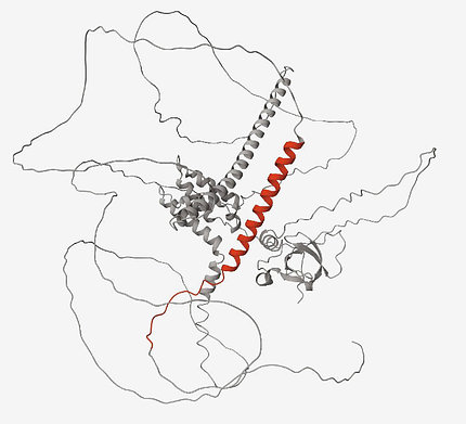Protein shown as two connected spirals--one is gray and the other, which is red, represents the cryptic peptide.