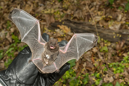 A black gloved hand holds a small bat. The animal is on its back and its wings are outstretched.