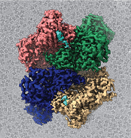 The structure of Nsp15 is a hexamer so each subunit is shown as a different color with the bound RNA in cyan.