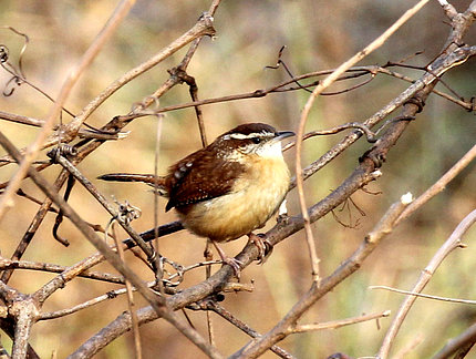 egg-shaped bird with pale yellow breast, brown wings, and white stripe across head