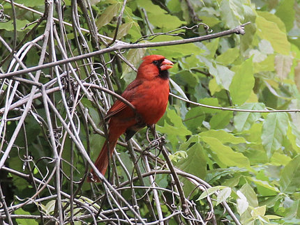 red bird with black mask around orange beak