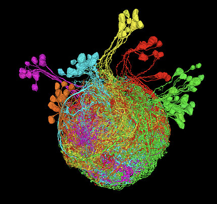 scientific image of the brain with a globe at center with multi-color explosions popping off the top