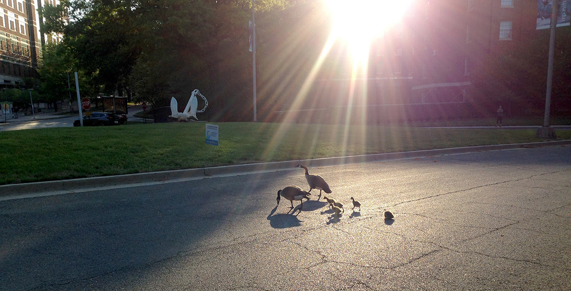 A family of geese crossing the road in the morning.