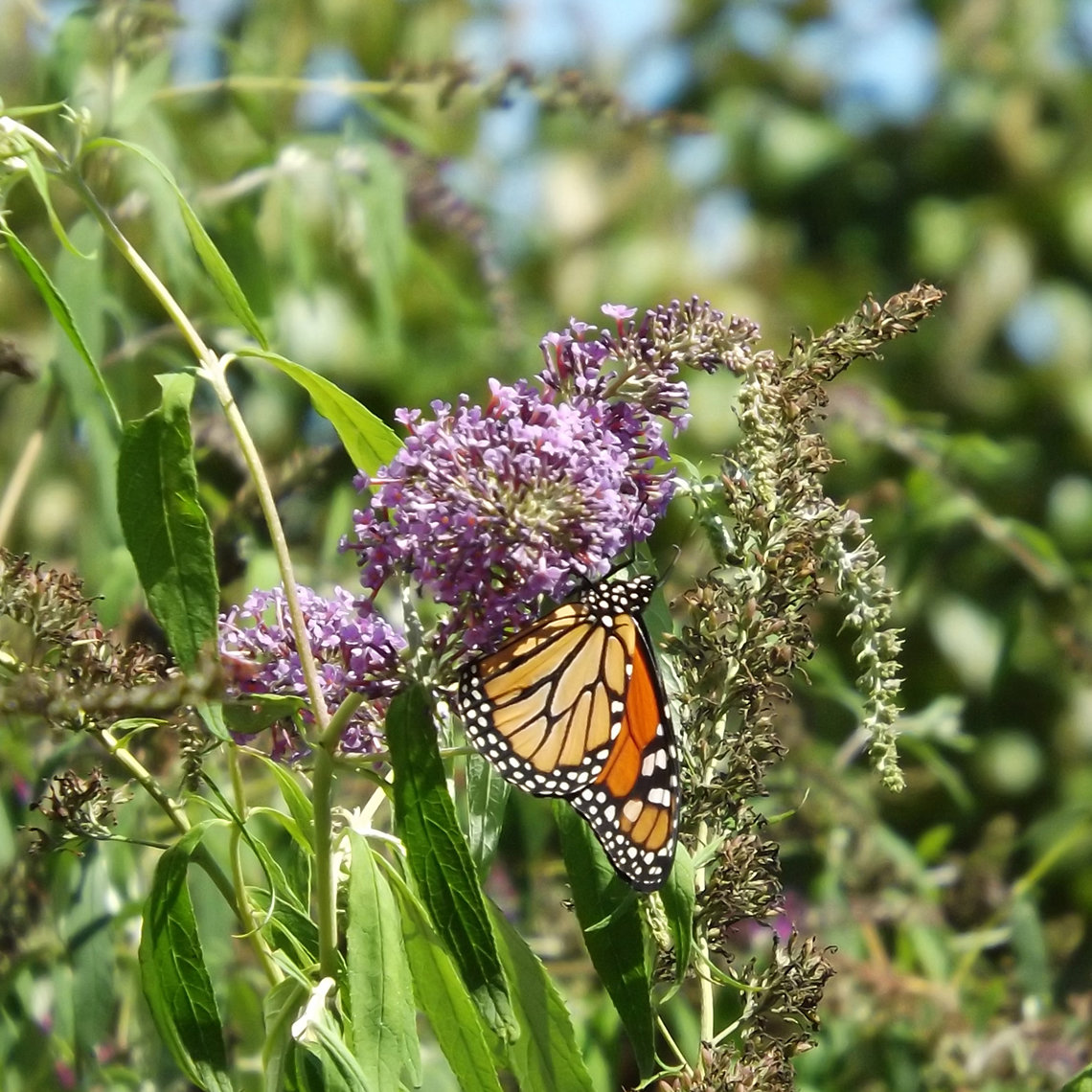 Monarch butterflies feeds on a flower
