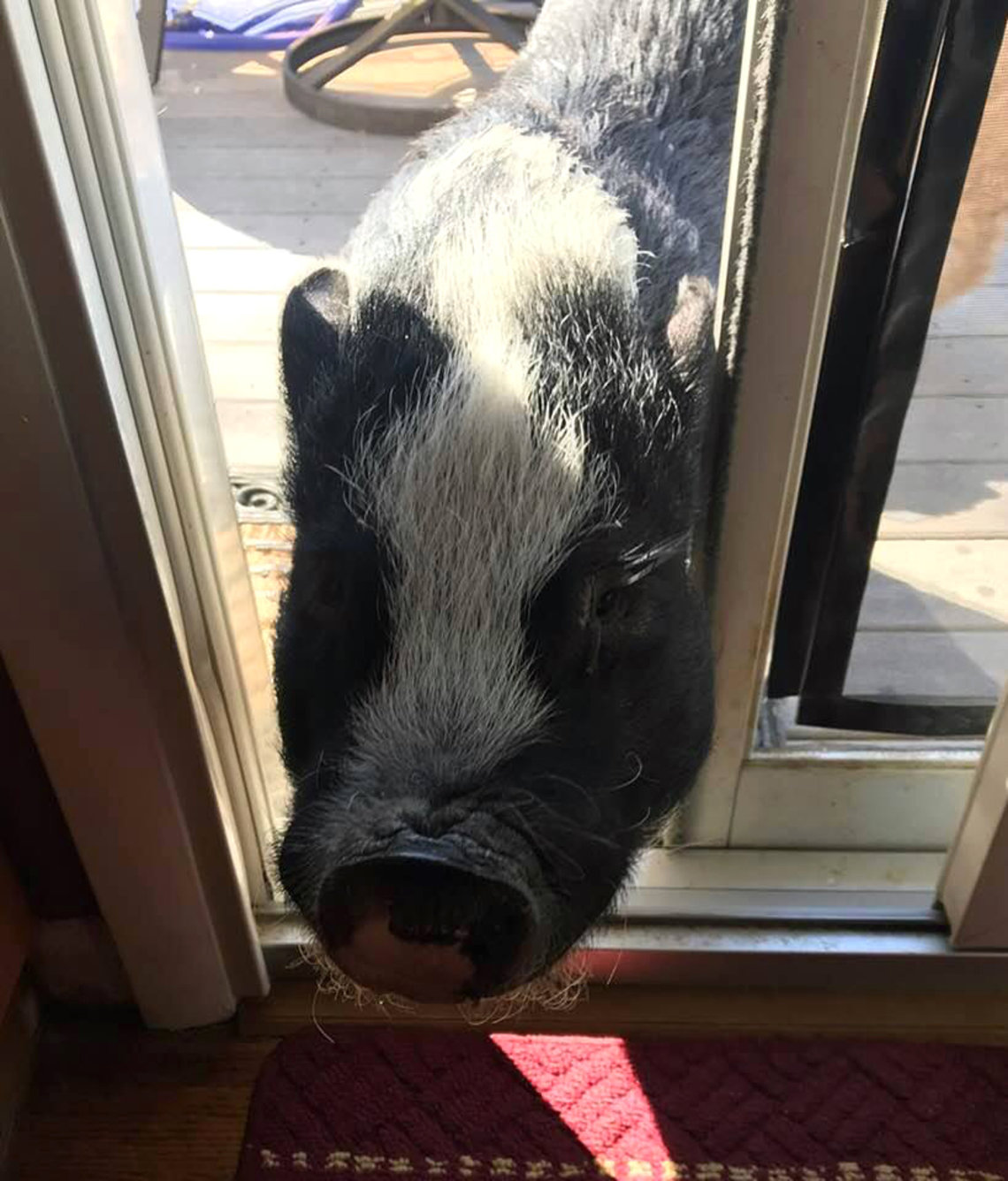 A pig walks through a sliding glass door opening