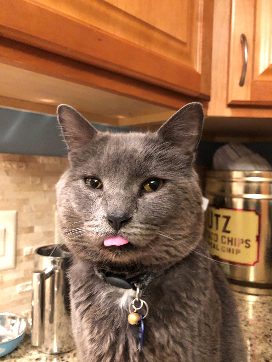 A cat sticks out his tongue