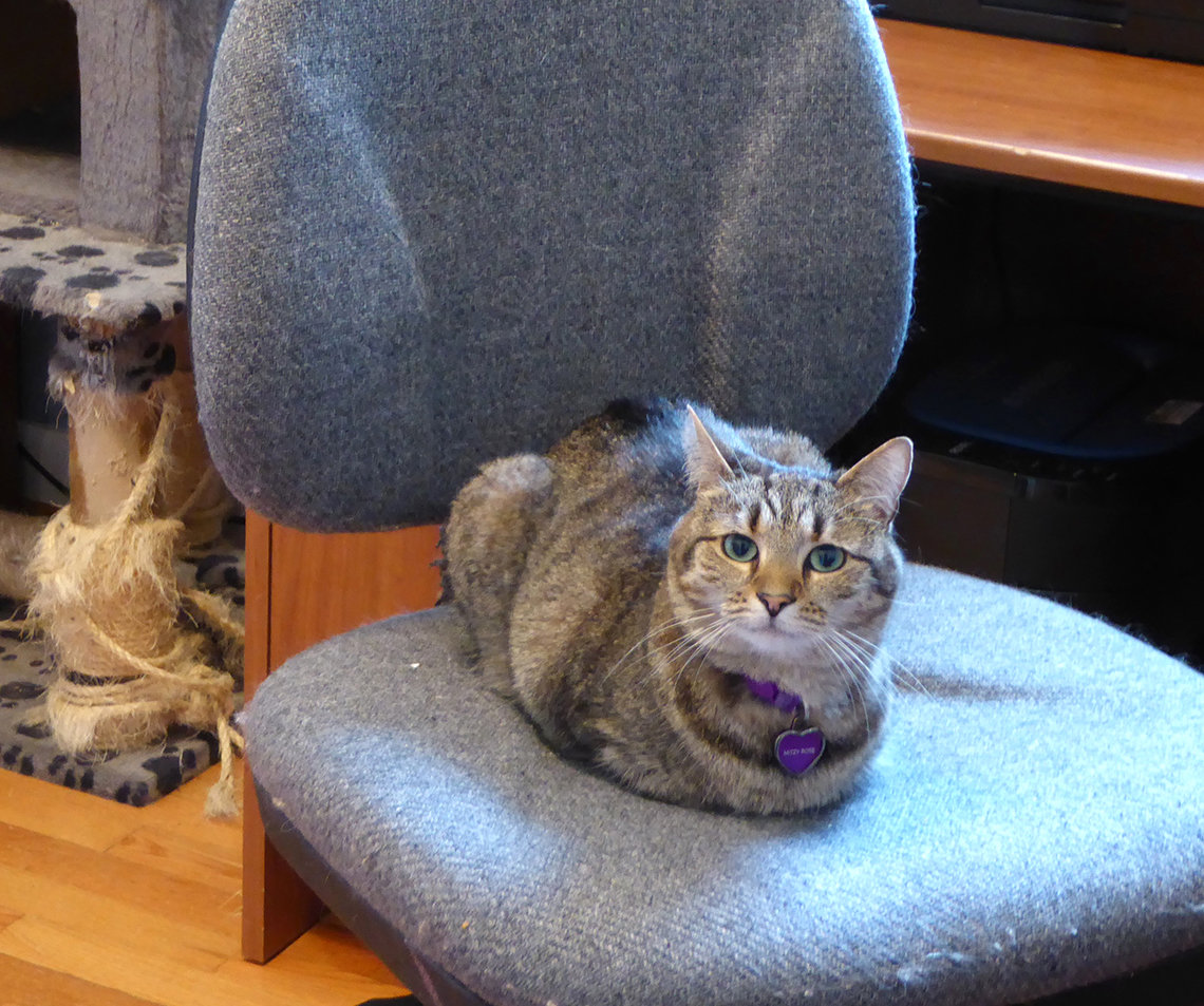 A cat sits on an office chair