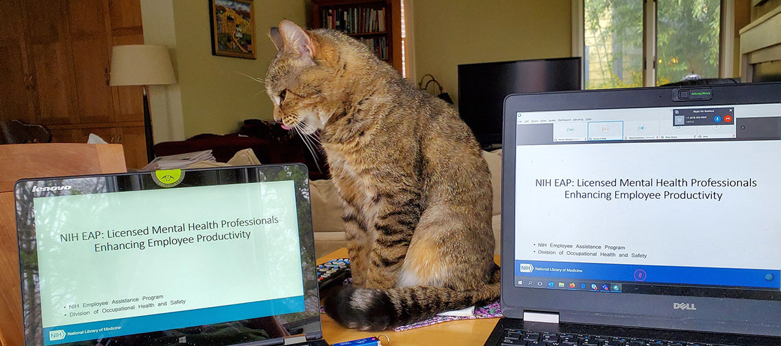 A cat sits between two monitors