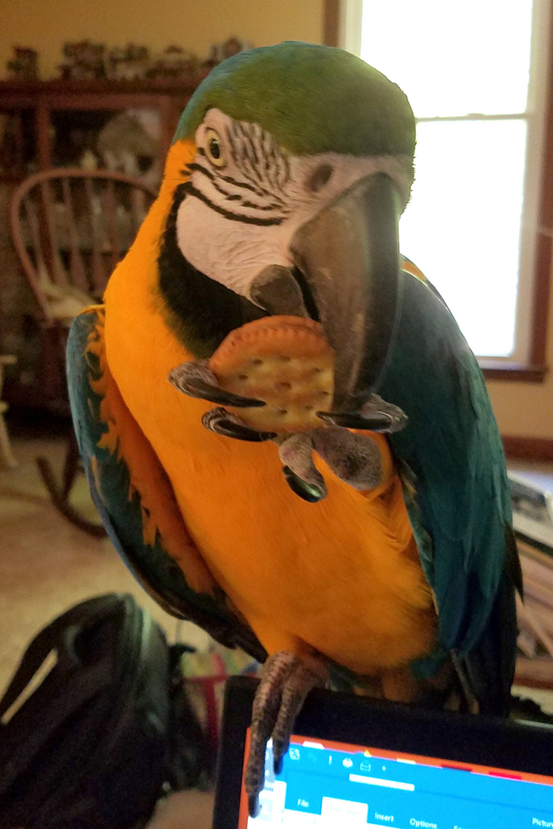 A parrot munches on a cracker.