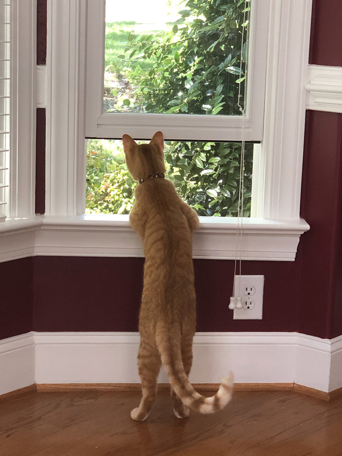 An orange cat stands on hind legs, looking out the open window.