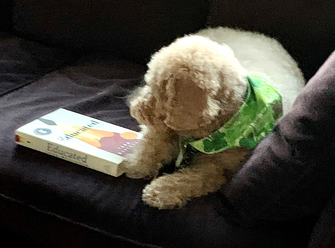A white dog wearing a green bandana sits on couch next to the book, "Educated."