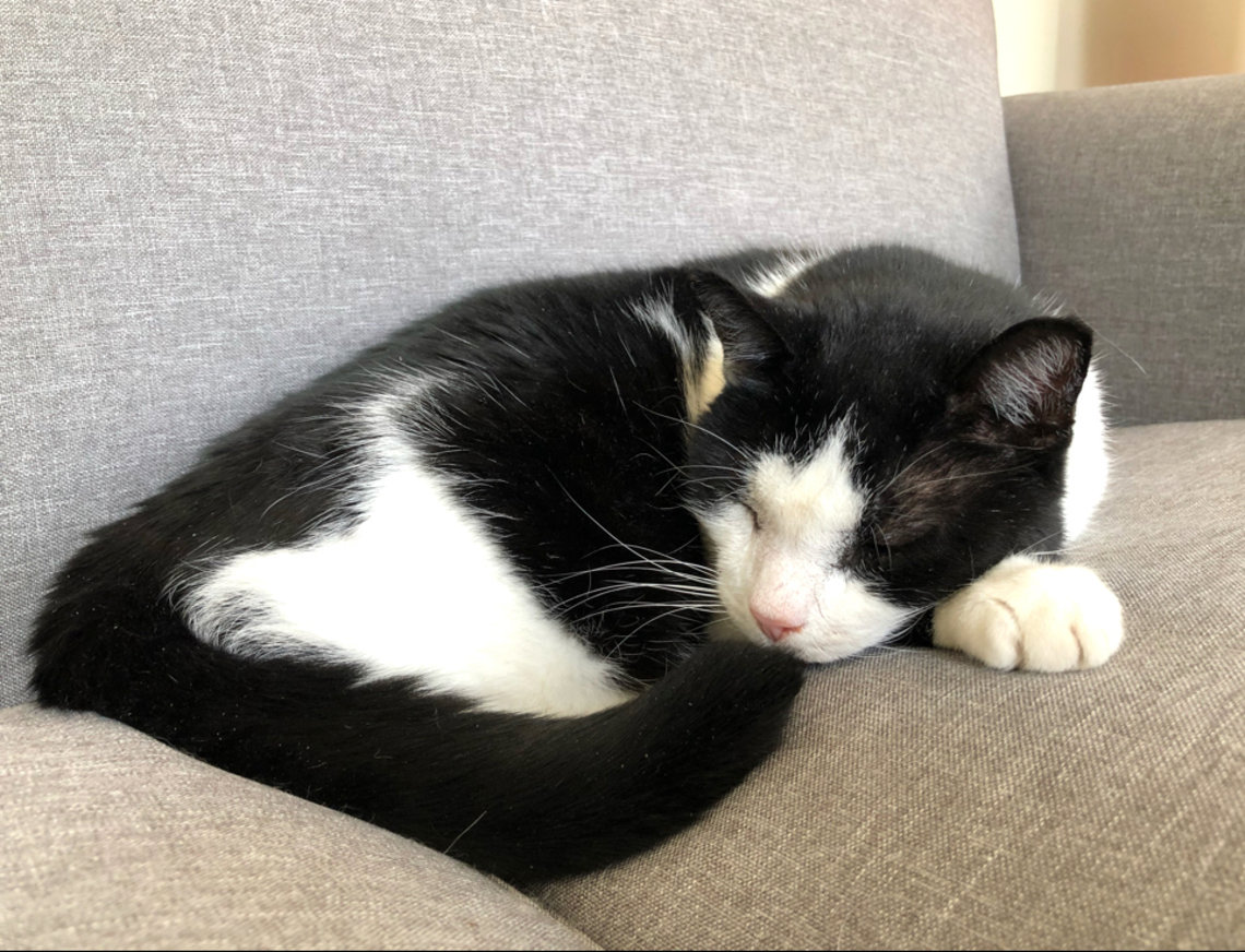 Black and white cat naps on chair.