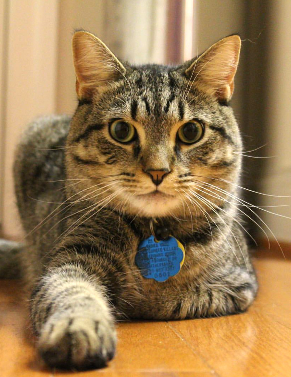 A tabby cat rests with paw outstretched 