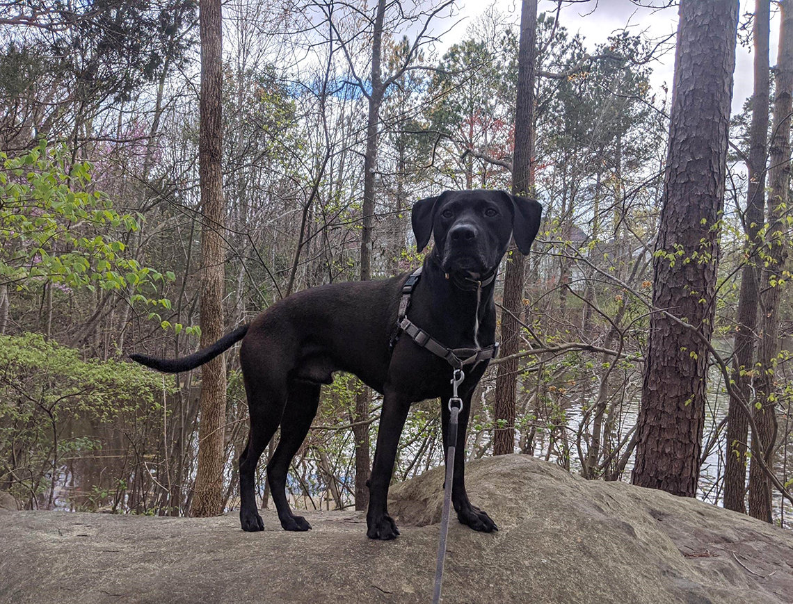 A large black dog stands outside on a boulder, surrounded by trees.