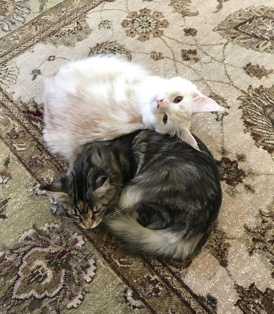 Two cats snuggle up on the rug.