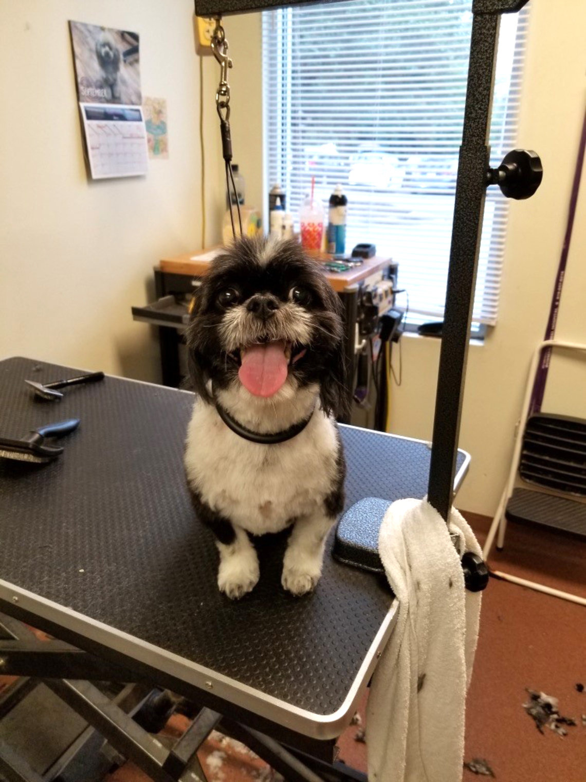 A black and white pup with her tongue sticking out sits on a work table.