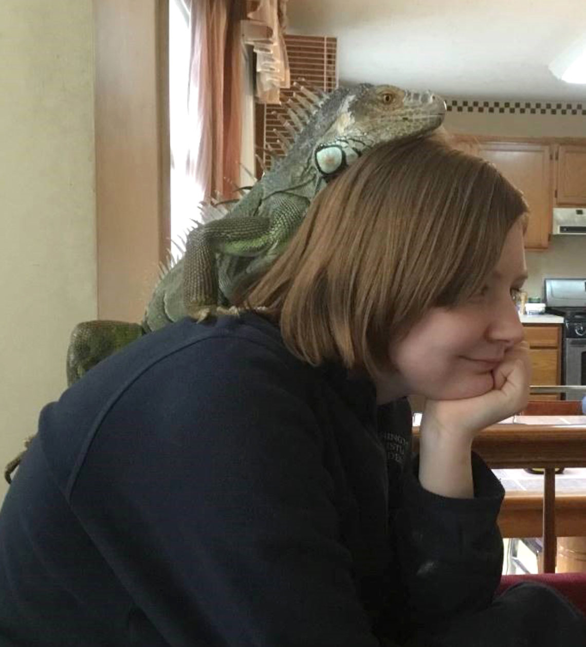 An iguana sits on top of a girl's head in her home.