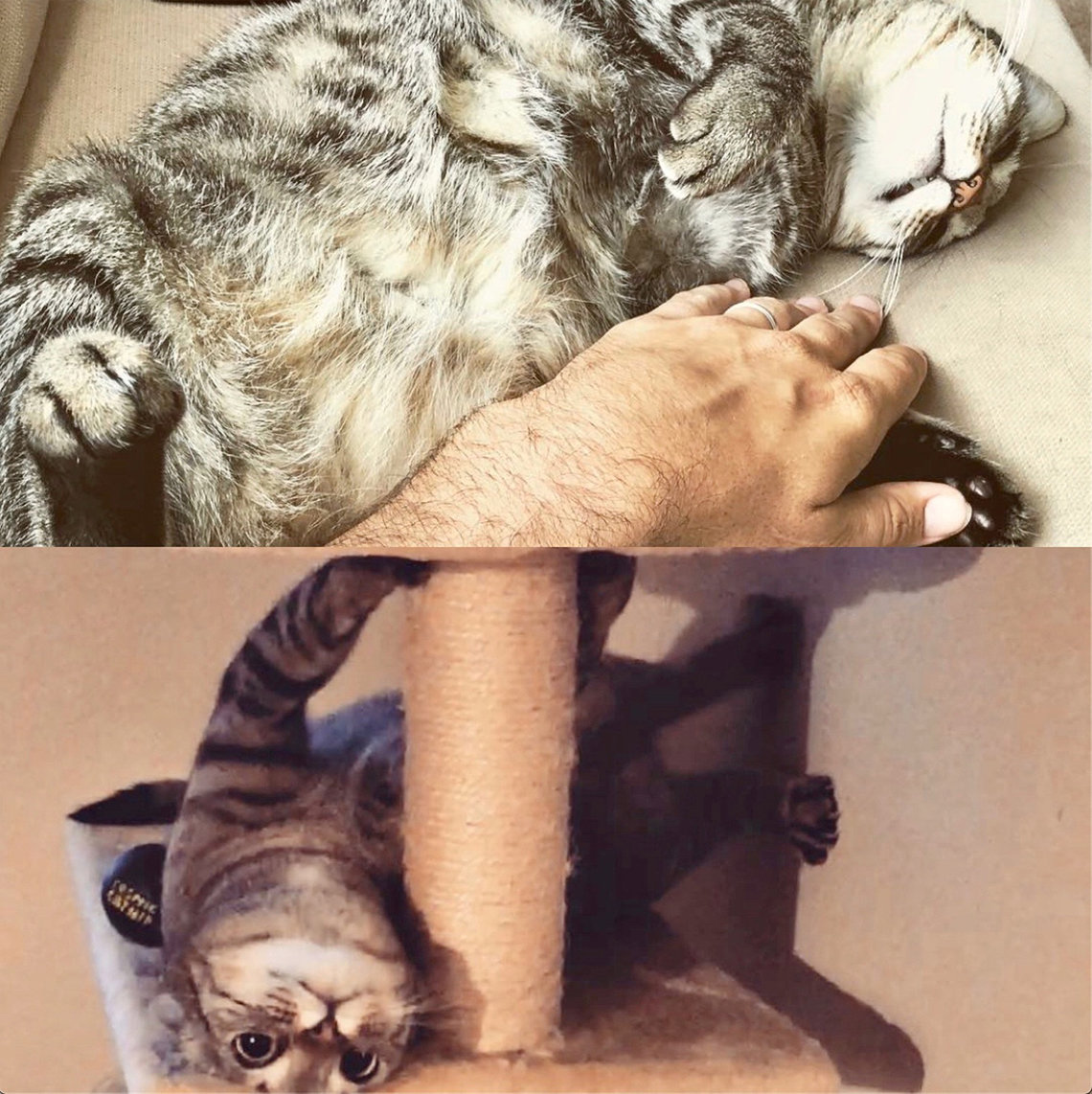 Cat gets a belly rub on his perch and second photo shows same cat, looking frustrated while clawing on his cat tree.
