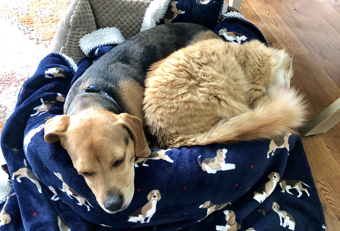 A dog and cat snuggle up together in a dog bed.