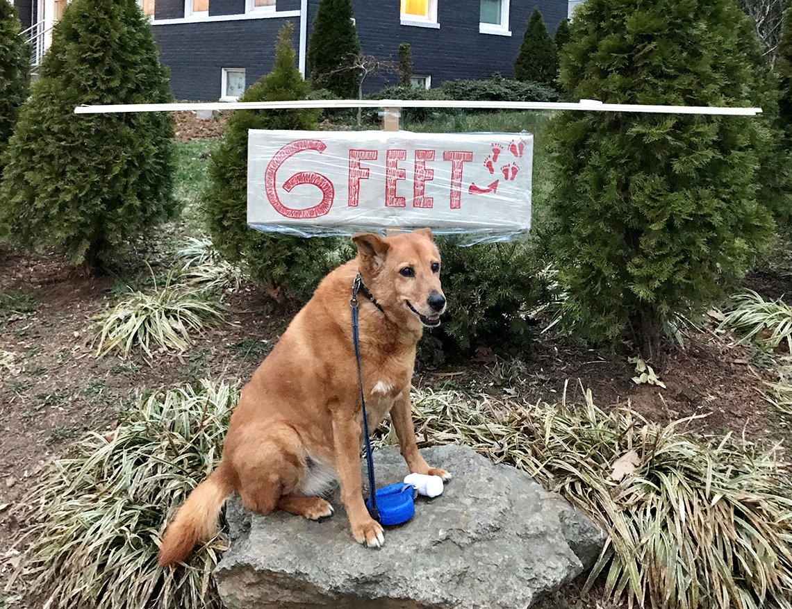Dog on rock with hand-painted sign,"6 feet" hanging on pole
