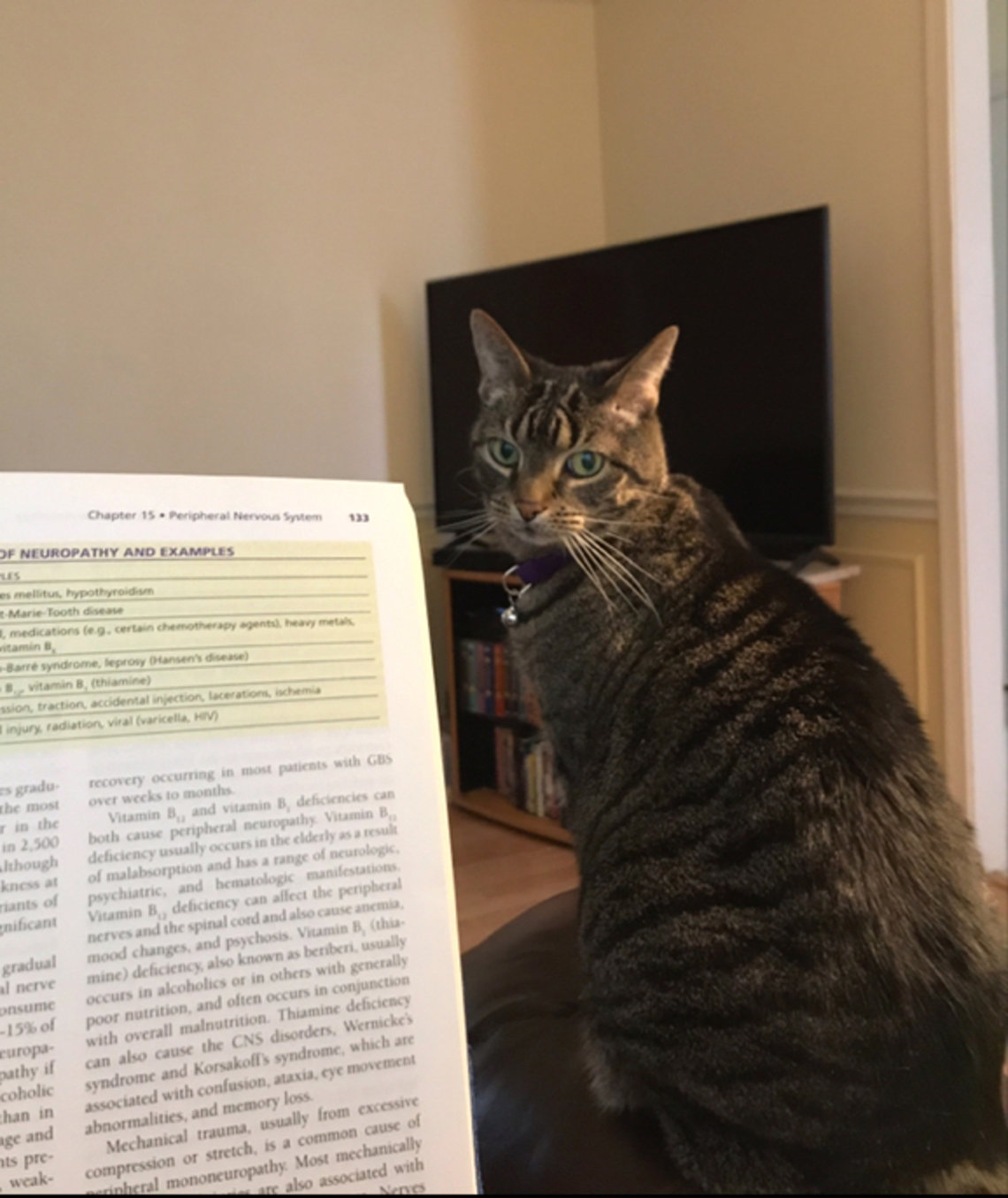 Cat shown beside manuscript page