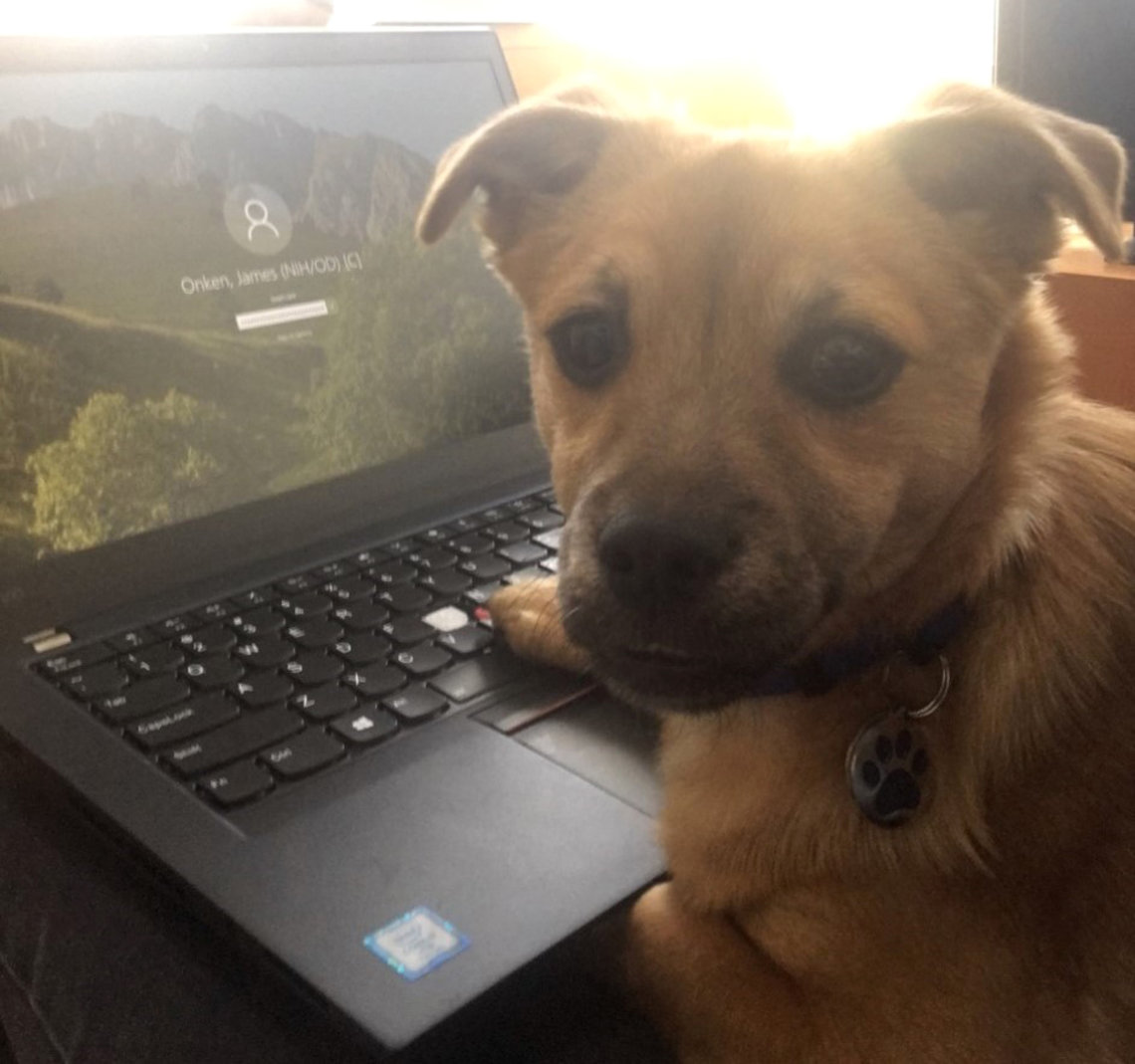 Dog with paw on keyboard, looks into camera.