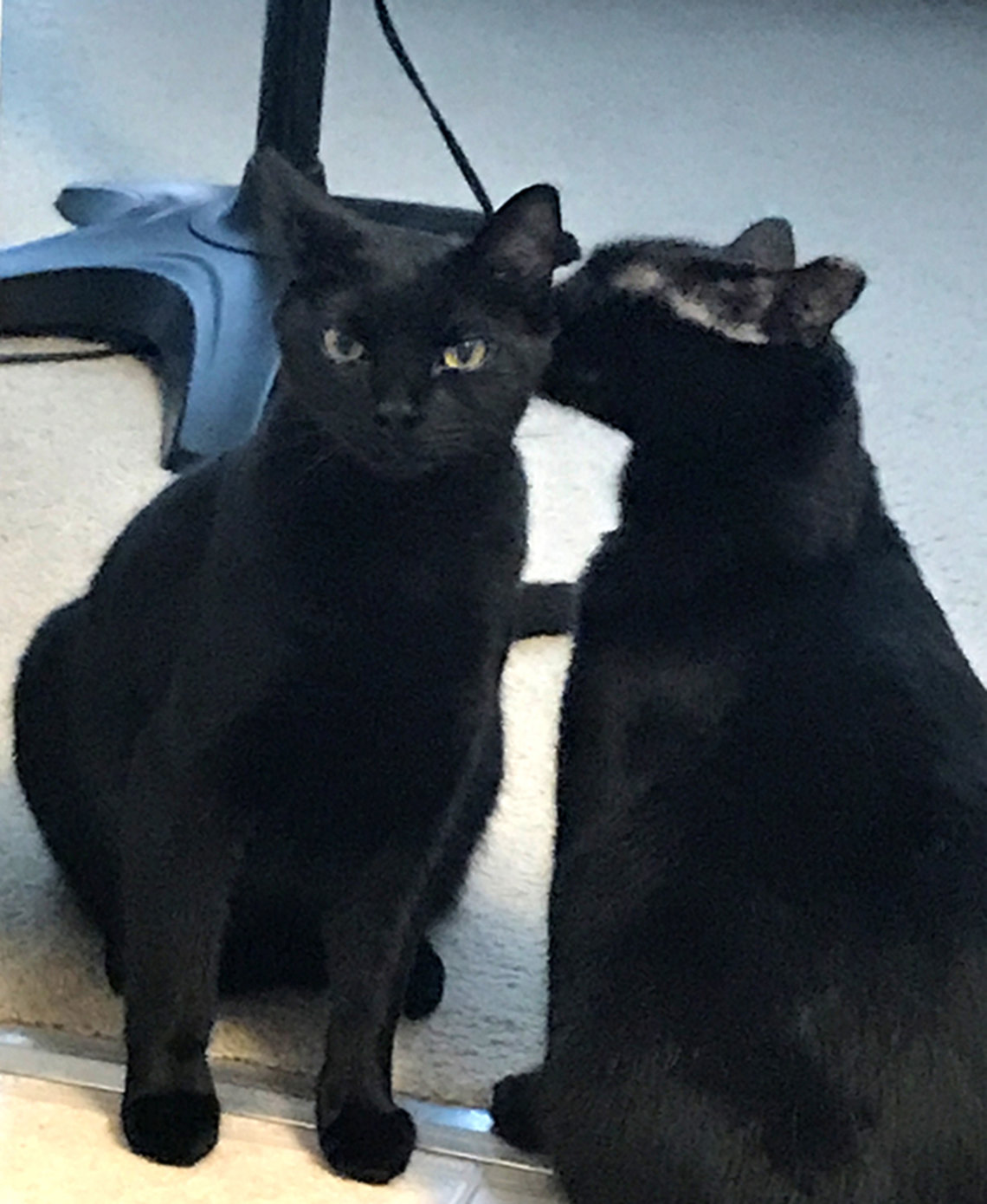 Two black cats--one looks to be whispering in the other's ear