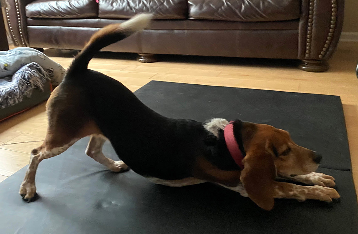 Dog stretches on yoga mat.