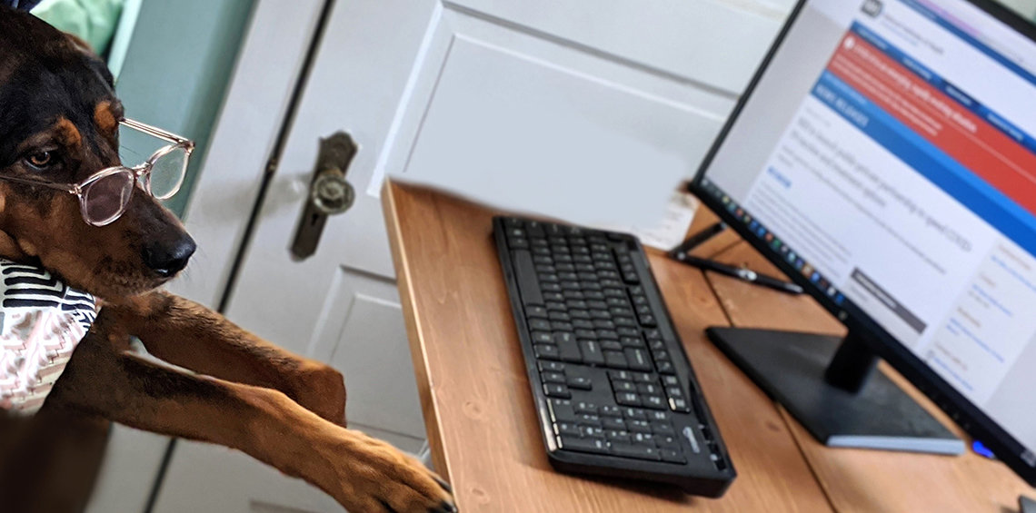 Bespectacled dog looks at computer.
