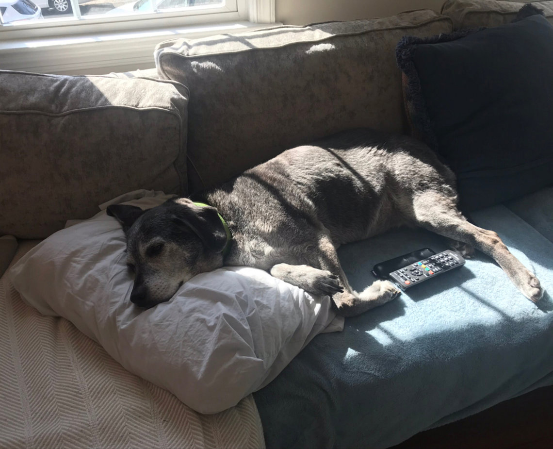 Dog lays on sunny couch.