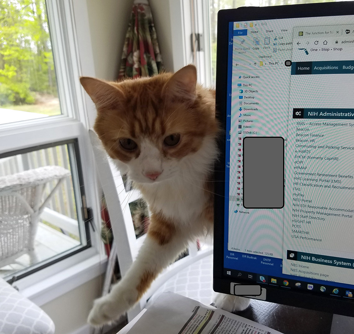 Cat peeking around computer screen