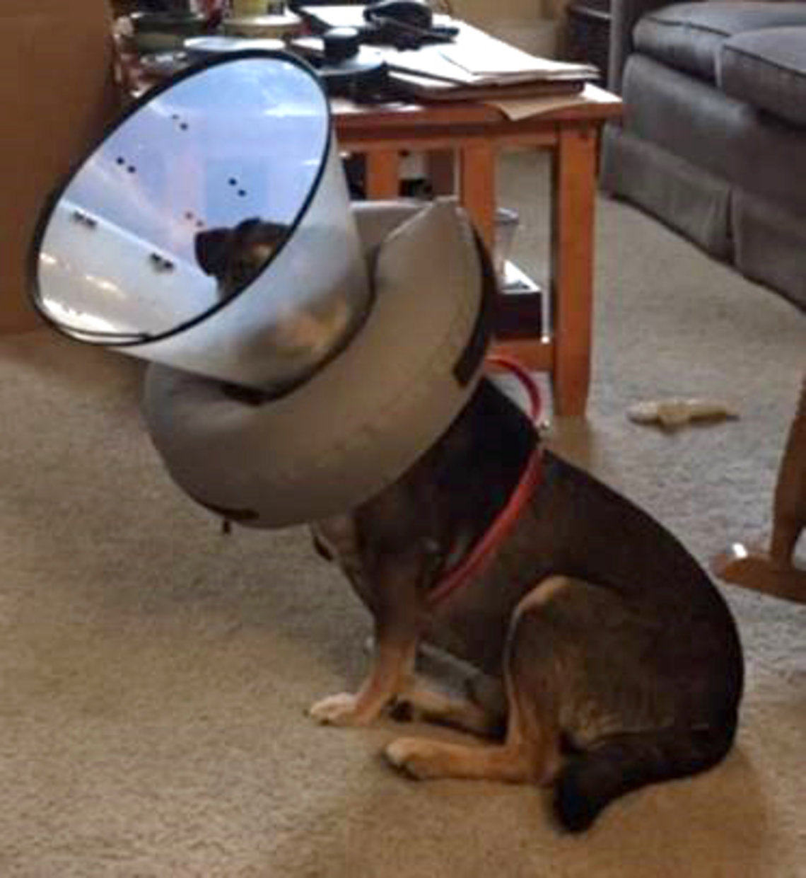 Dog wearing protective cone on neck