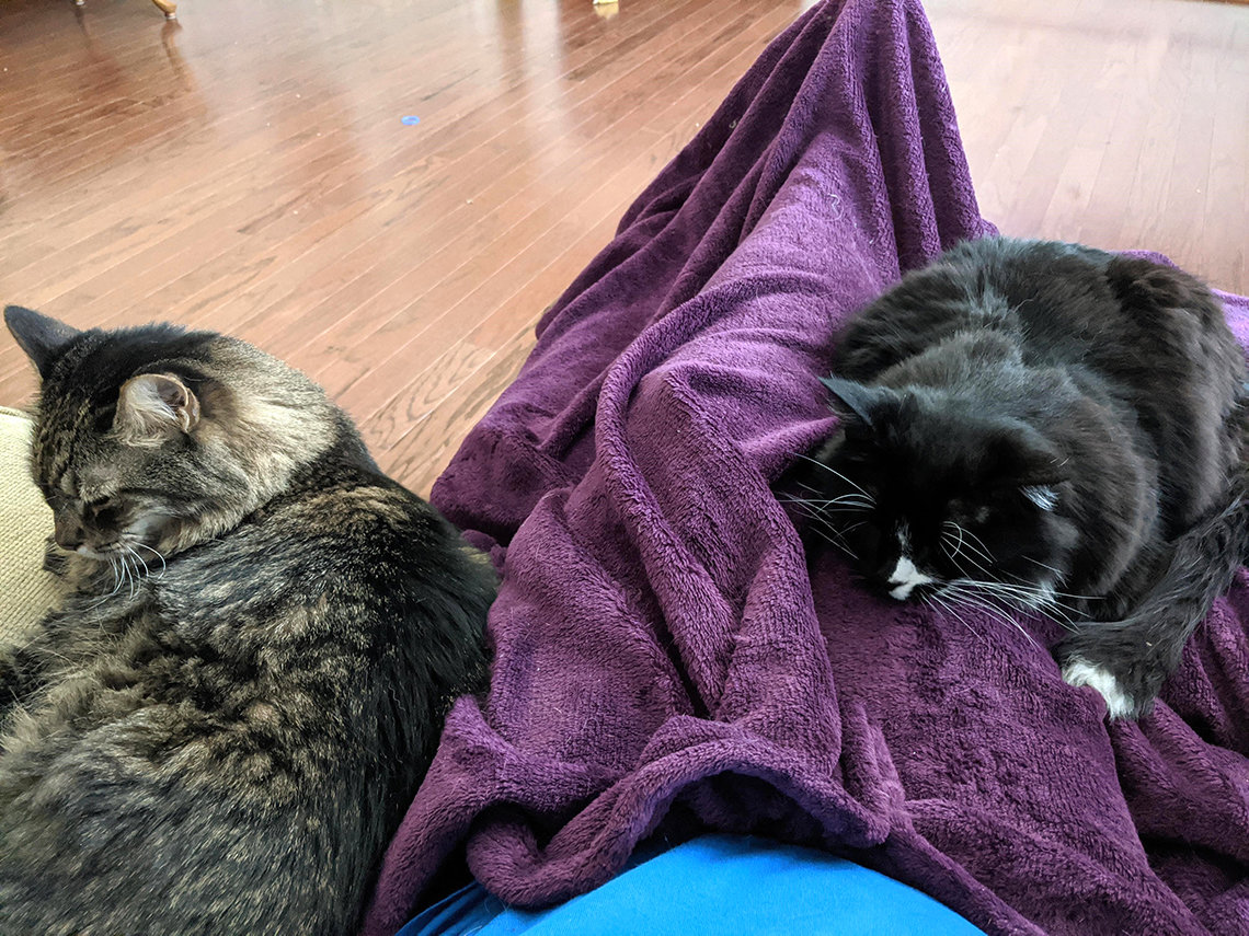 Two lounging cats
