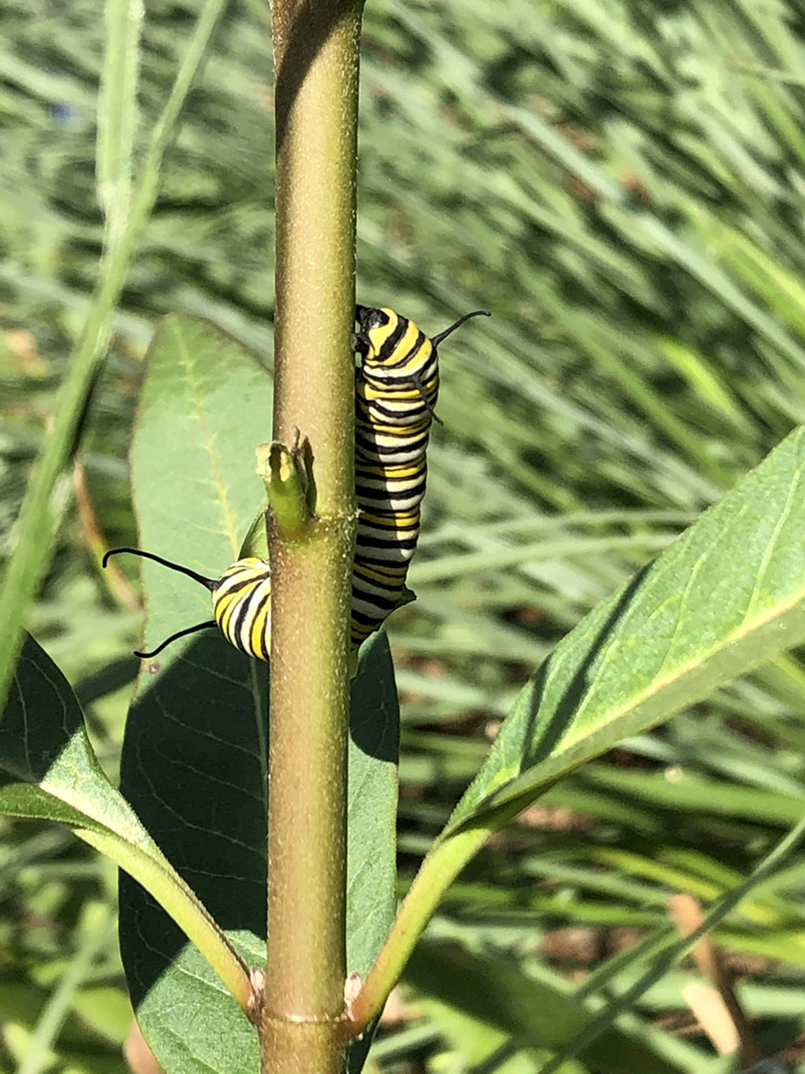 Yellow and black striped caterpillar clinging to a plant stalk