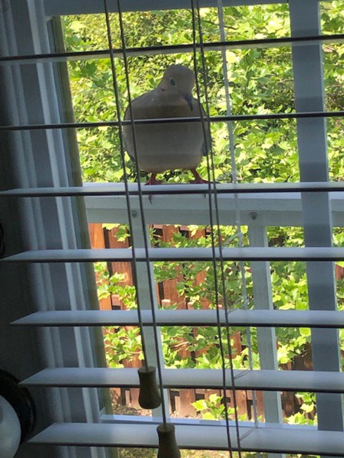 A bird perches on Cox's window.