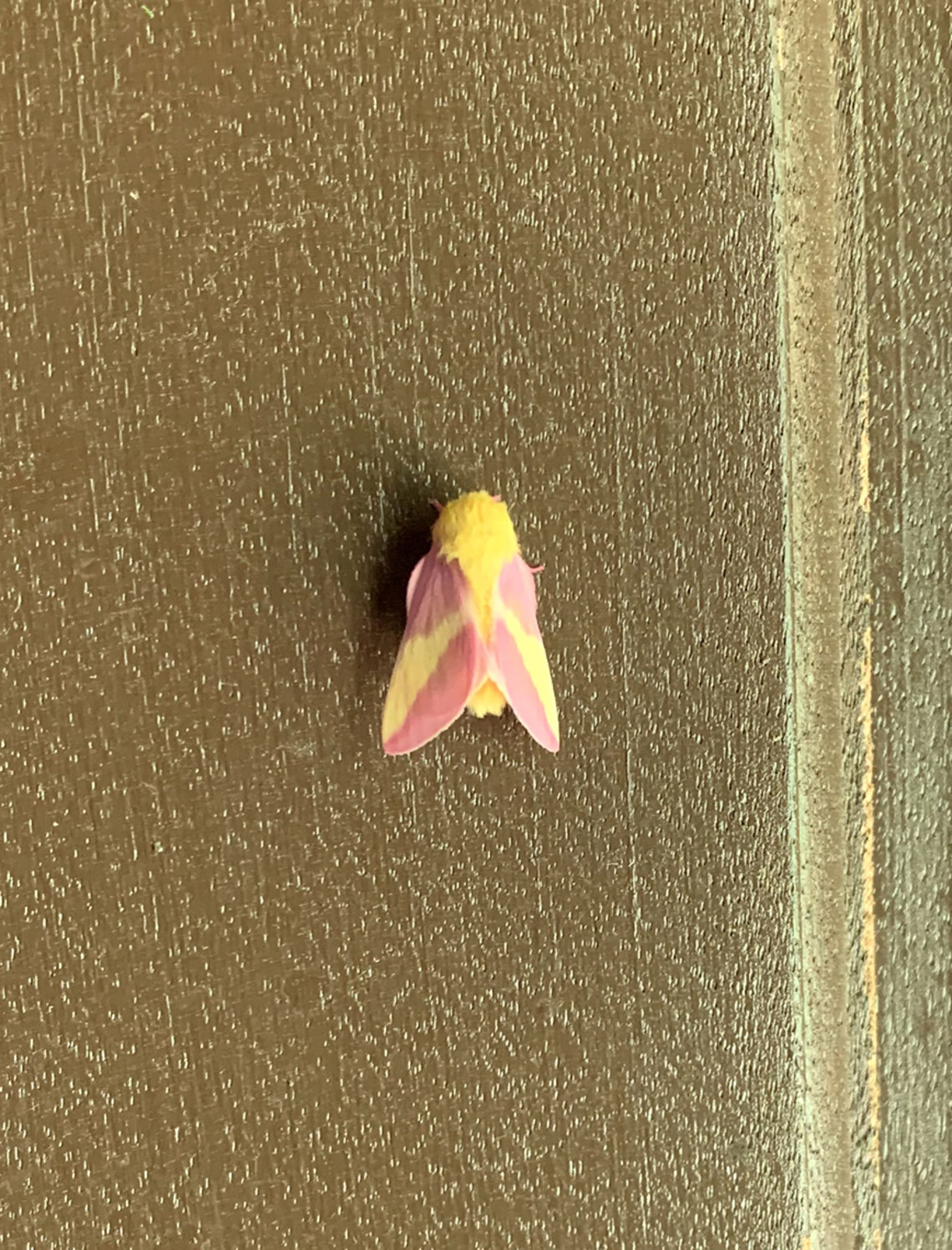 Colorful moth