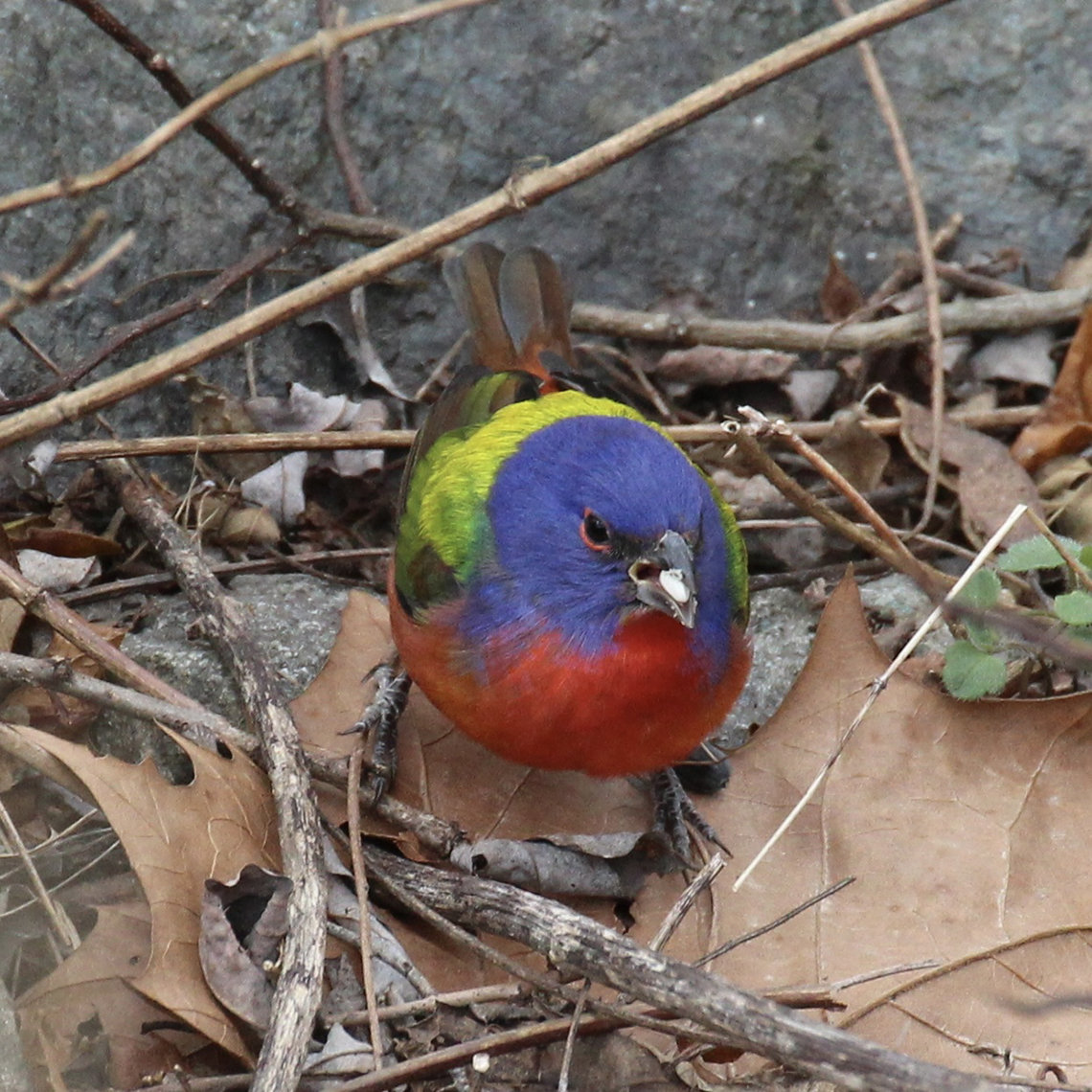 Painted bunting, perched among twigs and loose leaves
