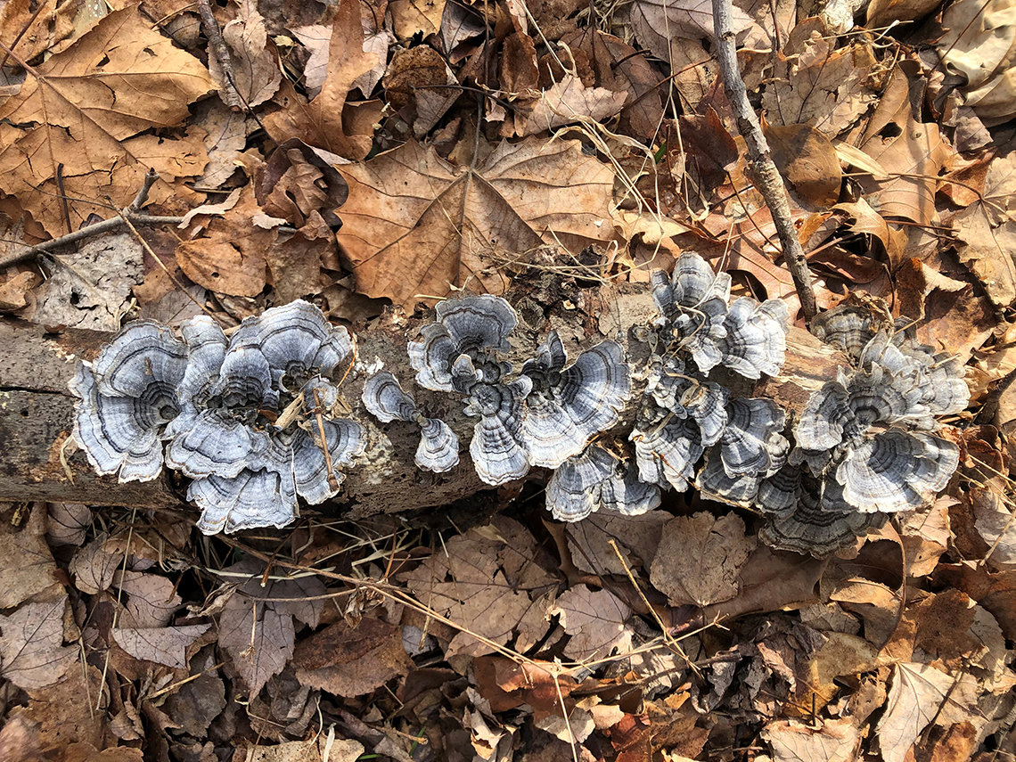 Mushrooms at Seneca Creek State Park