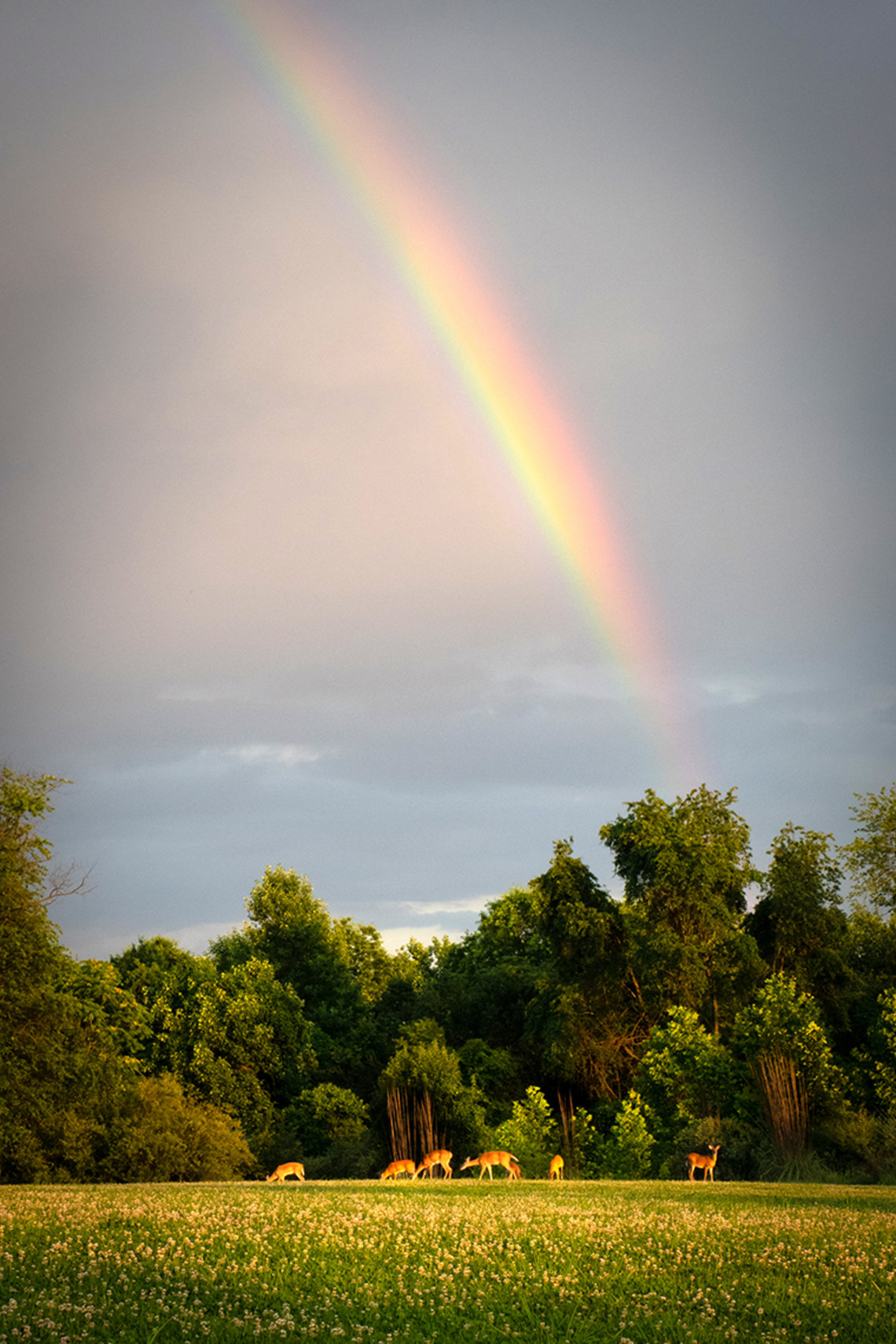 A giant rainbow looms above a grassy field, as deer graze in the distance.