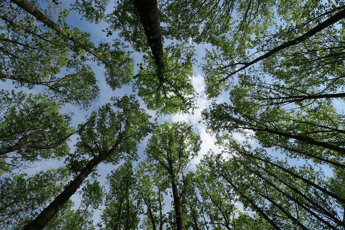 Tall trees viewed from below against a blue sky