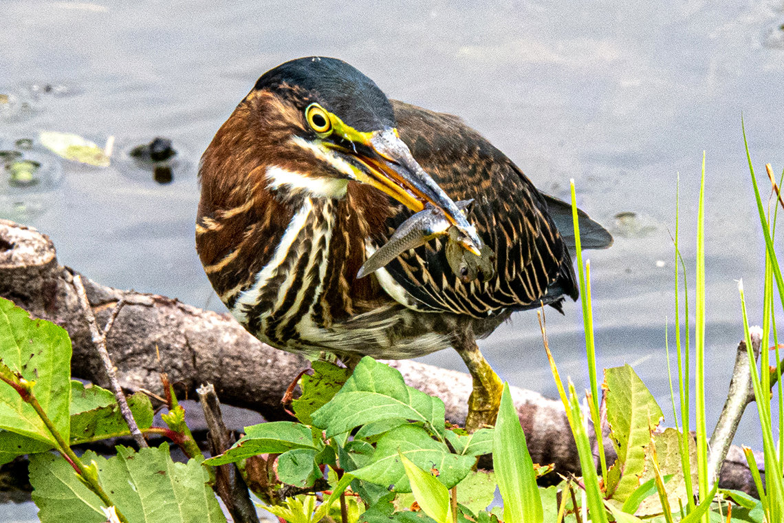 A brown and white striped bird holds a fish in his mouth.