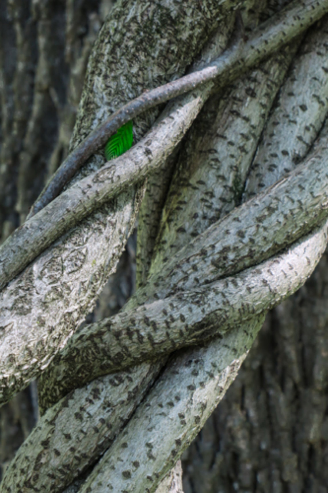 A tiny green leaf sits inside the knotted branches of a tree.