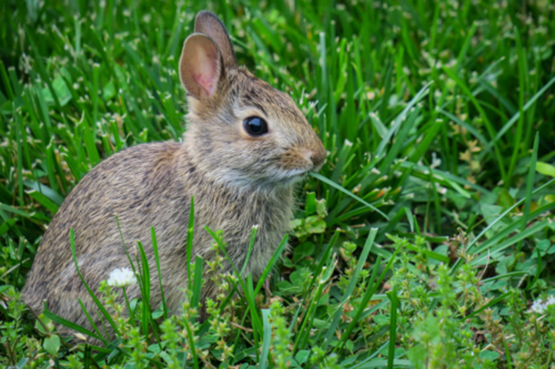 A bunny sits in the grass