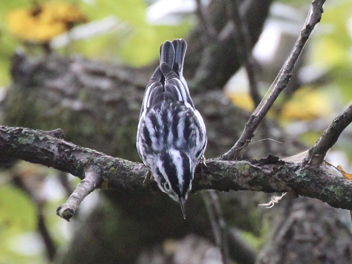 A black and white warbler